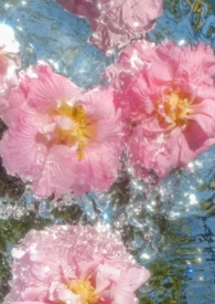 涉江采芙蓉比兴